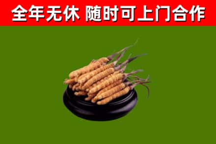 石景山回收散虫草